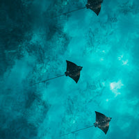 The Trio Of Rays