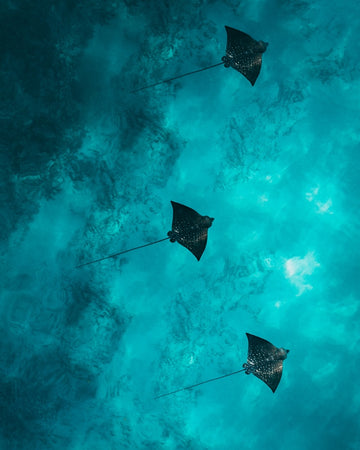The Trio Of Rays