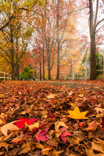 A Day in Autumn