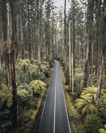 Amongst Giants