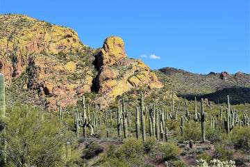 AZ Desert