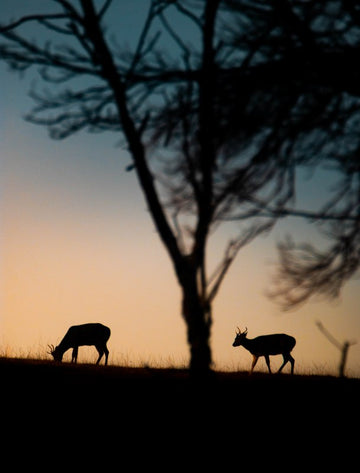 A long day for the deer