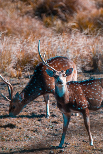 A missing antler