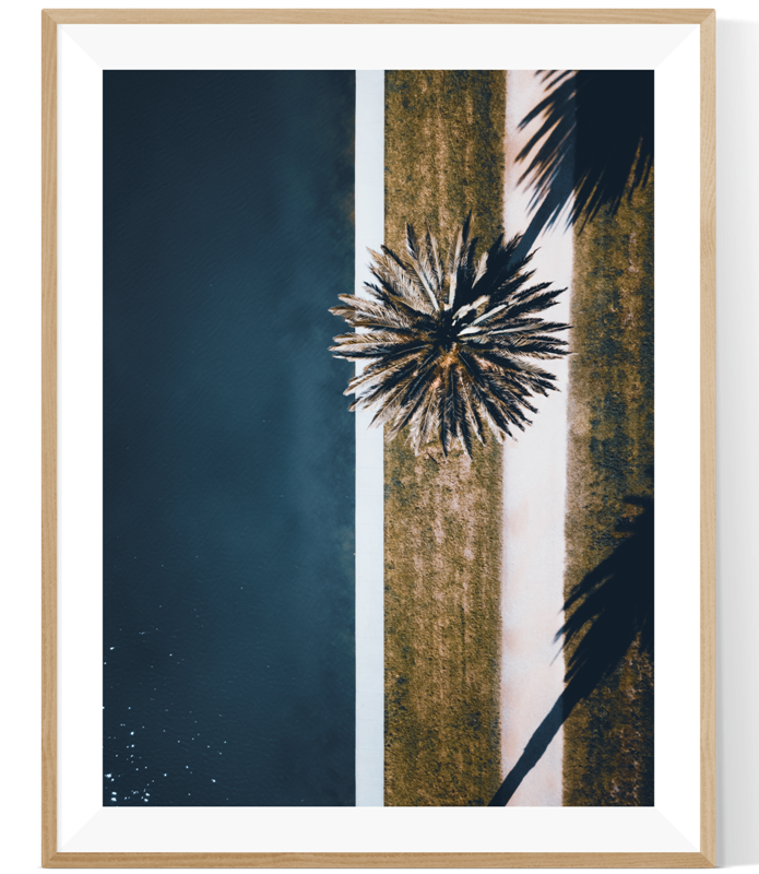 Albert Park Palm