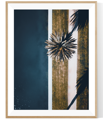 Albert Park Palm