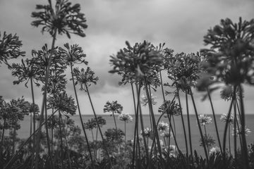 Agapanthus