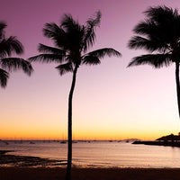 Airlie Beach Palm Trees at Sunrise