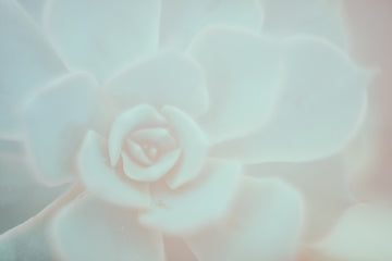 Alluring Agave