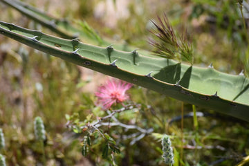 Aloe Vera Close up