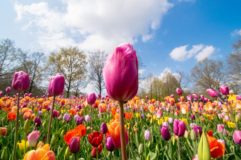 Amsterdam Tulips