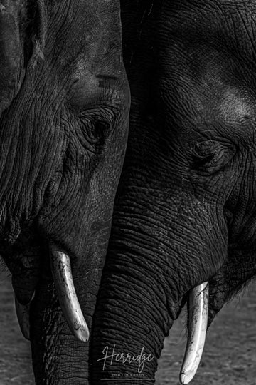 Animal Emotions