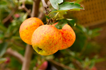 Apples