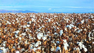 Arizona Cottonfield