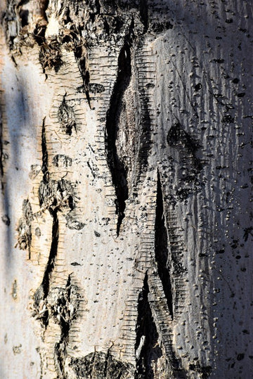 Aspen Bark