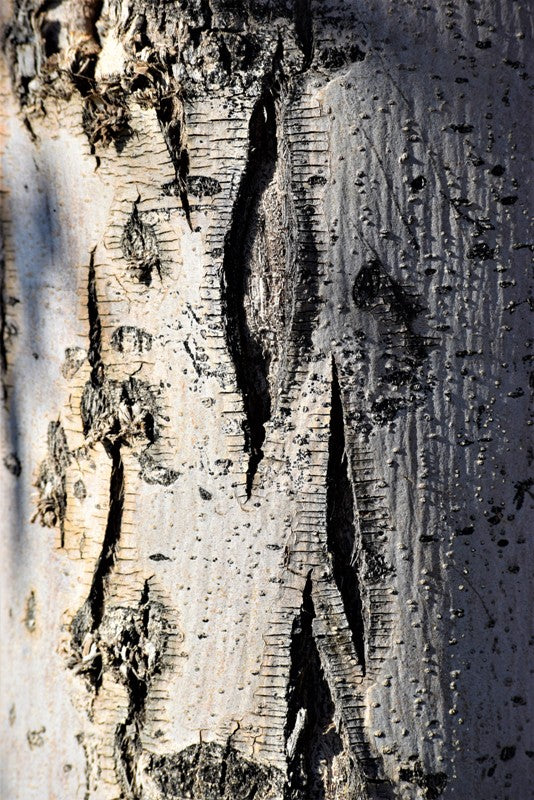 Aspen Bark