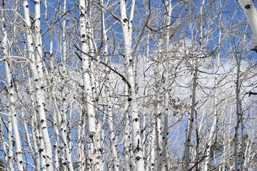 Aspens