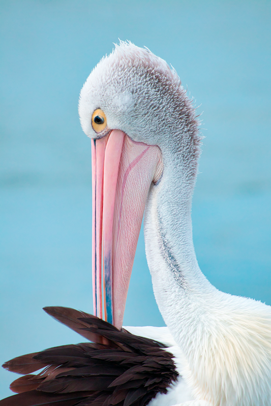 Australian Pelican