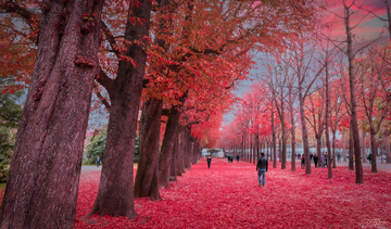Autumn In Paris