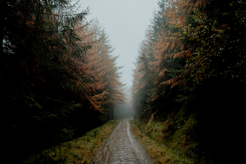 Autumn Mornings in the Forest