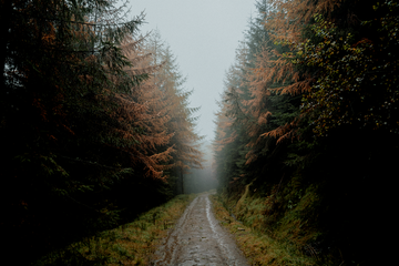 Autumn Mornings in the Forest