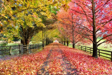 Autumn Path