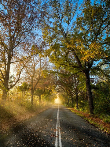 Autumn Rays