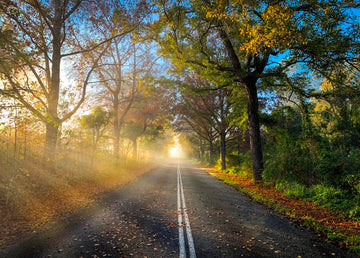 Autumn Road