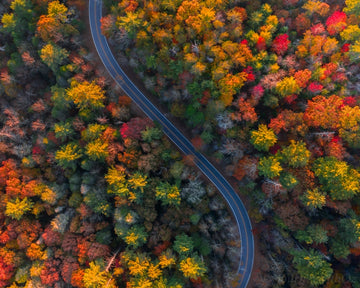 Autumn Bliss