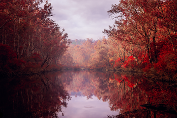 Autumn Falls