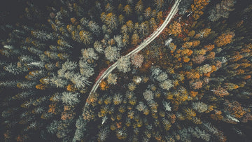 Autumn Road