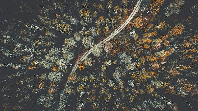 Autumn Road