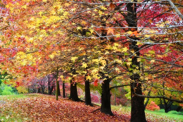 Autumn in Australia