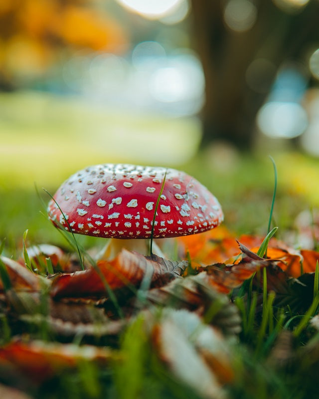 Autumn Mushroom