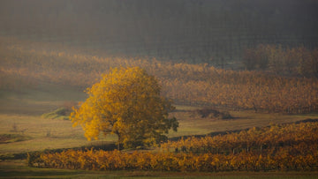 Autumn tree