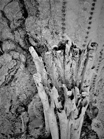 B&W Cactus Skeleton