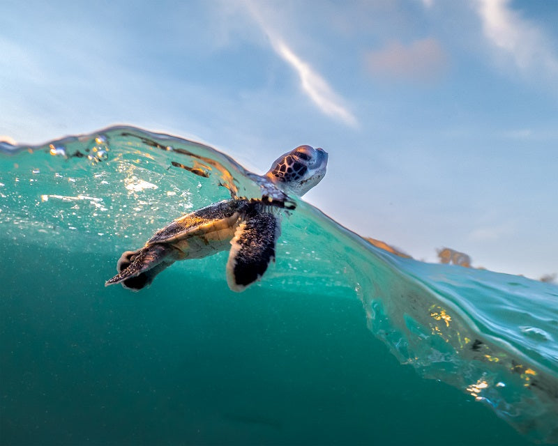Baby Turtle