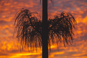 Backyard Sunset