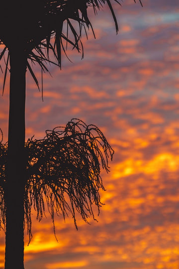 Backyard Sunset 3