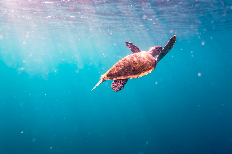 Bali Turtle 1