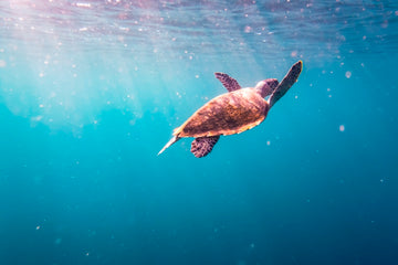Bali Turtle 1