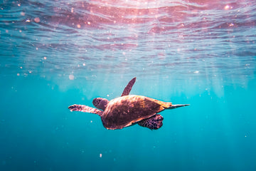 Bali Turtle 2