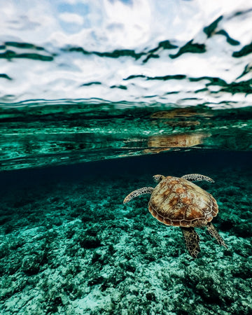 Turtle in the Philippines