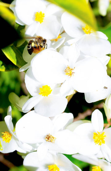Bees and Flowers