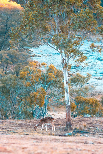 Before the fires