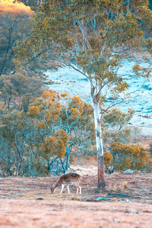 Before the fires