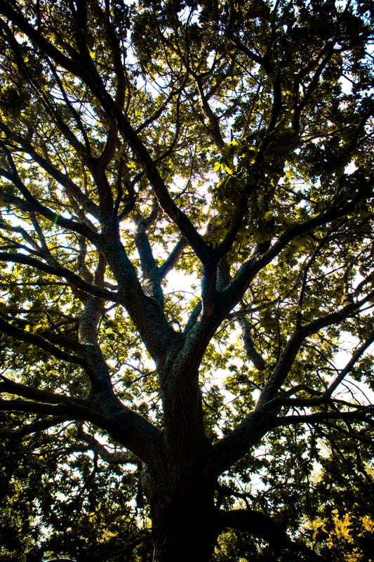 Below The Branches