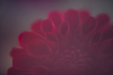 Bewitching Burgandy