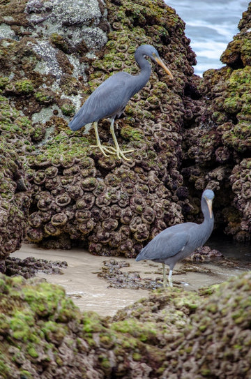 Birds of a Feather