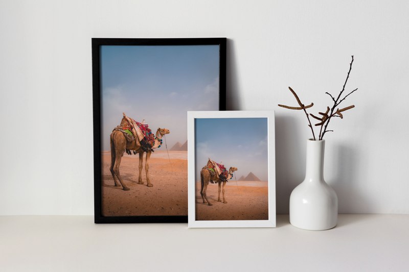 Camel & Giza Pyramids in Egypt