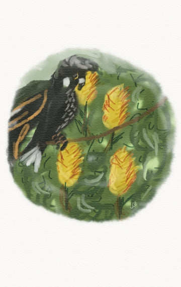 Black Cockatoo Eating Banksia